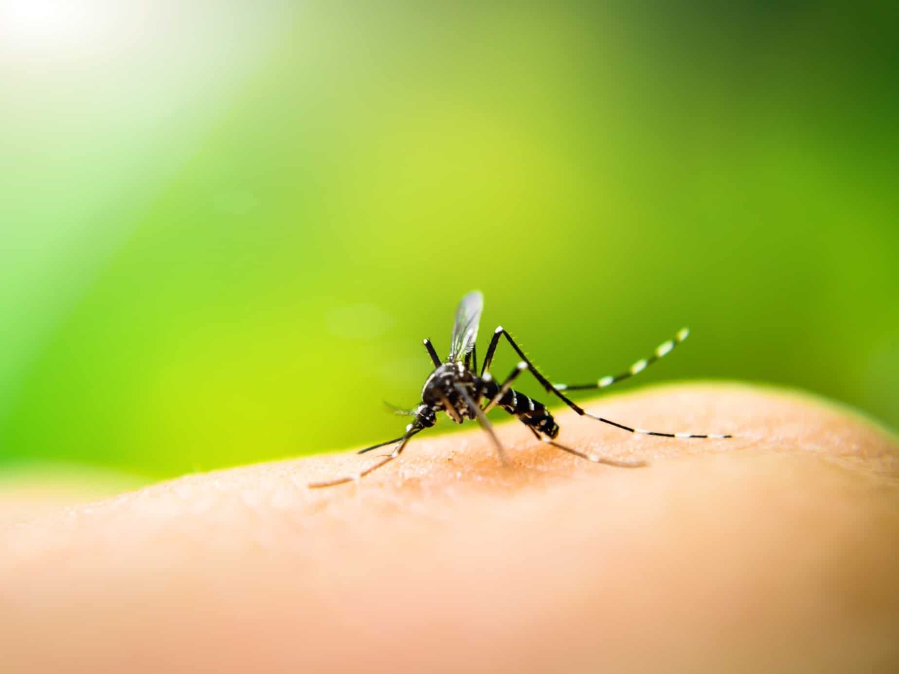 Aumenta casos de dengue em todos país - Confira sintomas da doenças, cuidados e como evitar (Fonte: Reprodução Google)