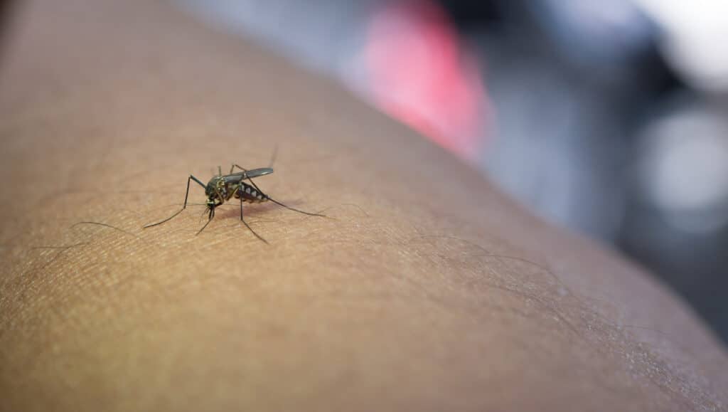 Casos da dengue avançam no país e causa alerta geral para que o combate seja feito o quanto antes. (Fonte: Freepik)
