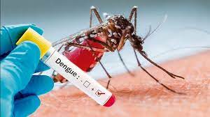 dengue no brasil