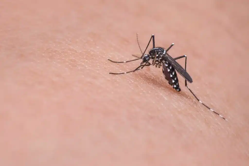 Veja a seguir: como se prevenir contra dengue?