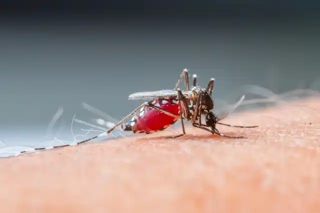 Veja a seguir: como se prevenir contra dengue?
