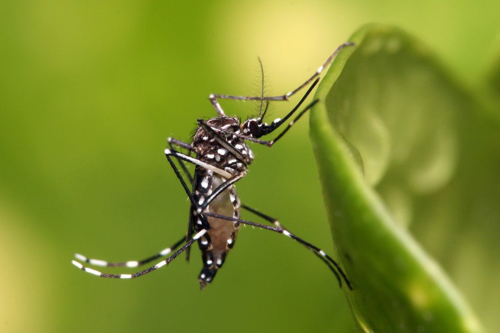 casos de dengue no Brasil