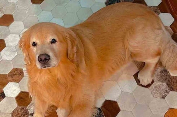 foto do cachorro Joca, que faleceu no avião