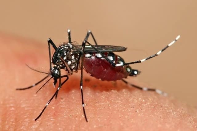 mosquito da dengue