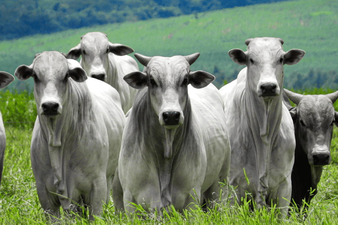 queda na produção de carne bovina no brasil