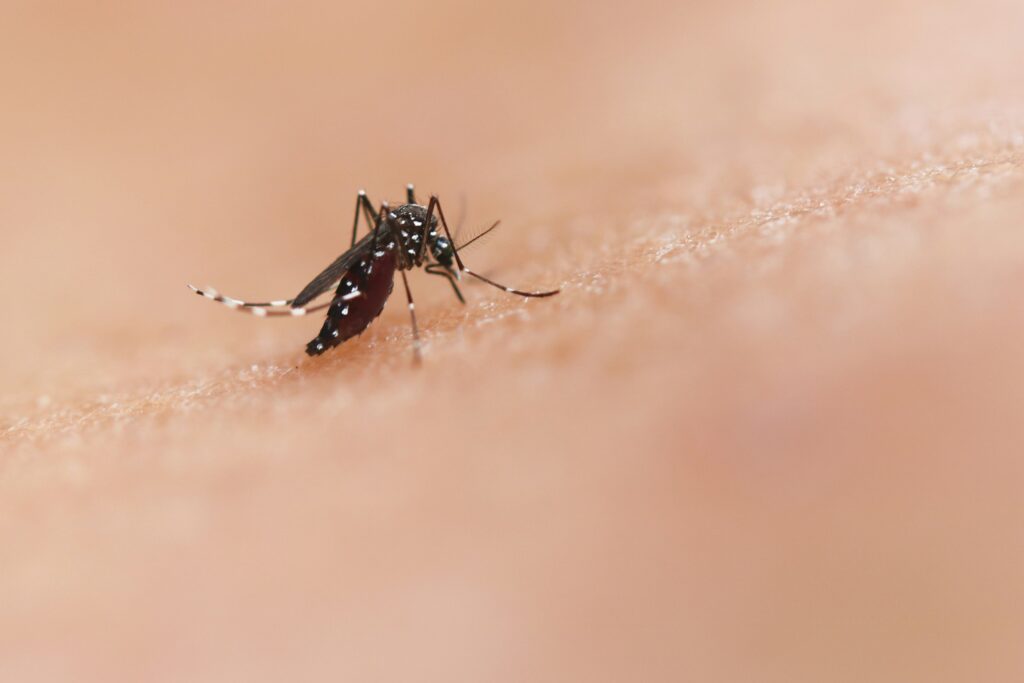 Alerta: Rio de Janeiro registra primeiros casos de dengue tipo 3- Confira (Fonte: Unsplash)