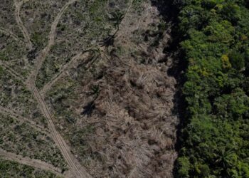 Desmatamento no Cerrado ultrapassa a Amazônia em 2024