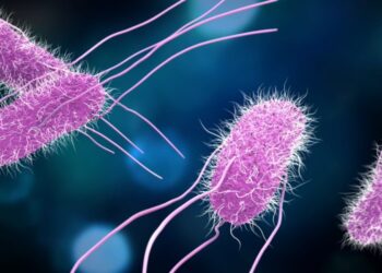 bactérias resistentes a antibióticos