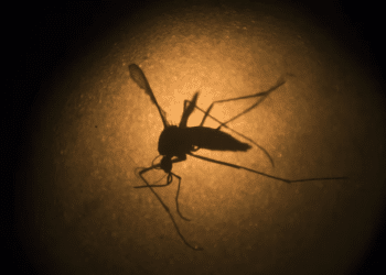 O Aedes aegypti visto através de microscópio eletrônico