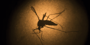 O Aedes aegypti visto através de microscópio eletrônico