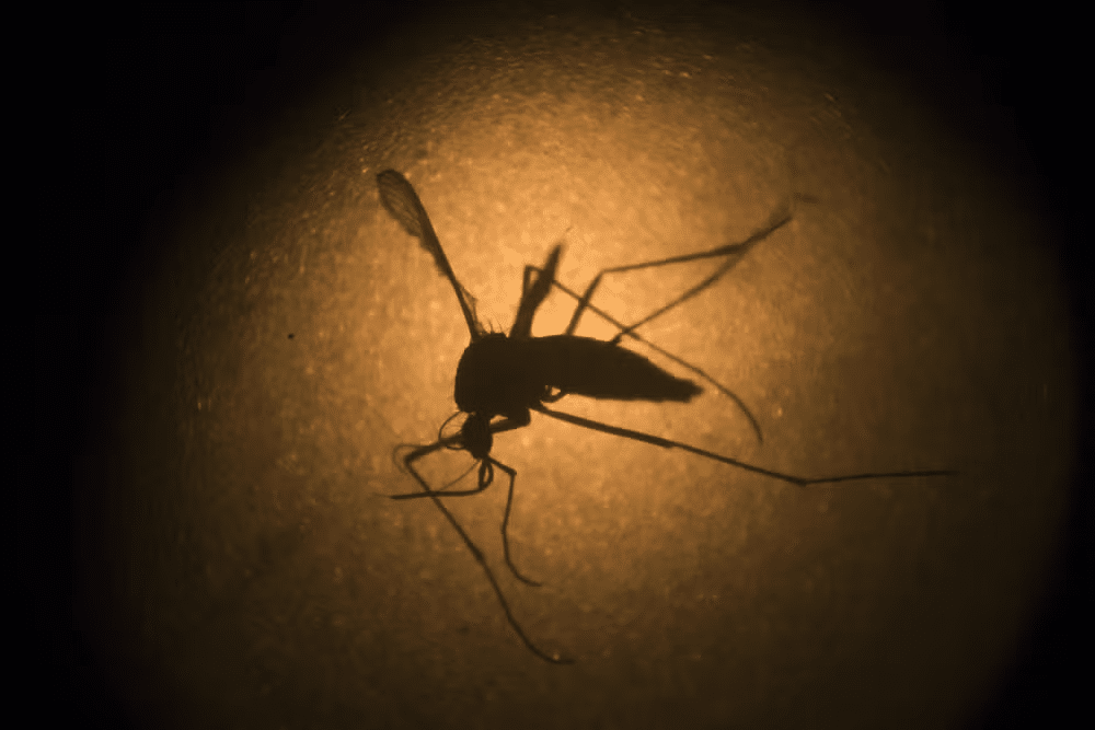 O Aedes aegypti visto através de microscópio eletrônico 

