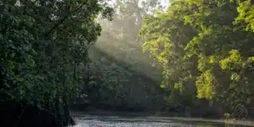 Ratanabá