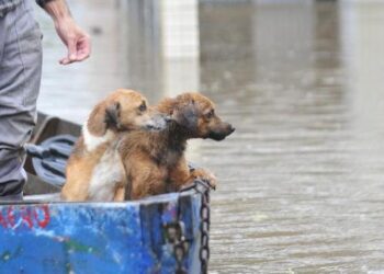 animais