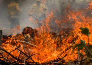 Queimadas no Pantanal (Fonte: Reprodução/Agência Brasil)