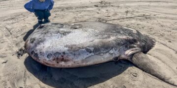 O peixe-lua enganador, de 2,2 metros, em comparação com uma pessoa. (Fonte: Divulgação/Seaside Aquarium)