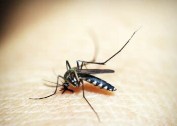 Aedes aegypti (Fonte: Reprodução/Google)