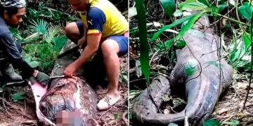 Corpo de mulher é encontrado dentro de píton-gigante na Indonésia (Fonte: Reprodução/Redes Sociais)