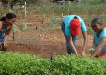 imagem de pessoas na plantação para falar dos agricultores do RS