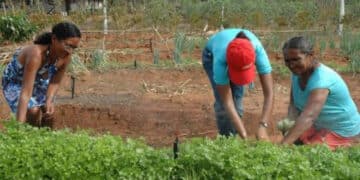 imagem de pessoas na plantação para falar dos agricultores do RS