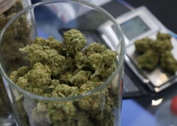 Maconha (Fonte: Reprodução/Getty Images)