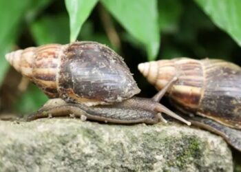 Caracol gicante africano (Fonte: Reprodução/Josué Damacena)