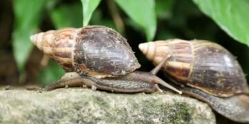 Caracol gicante africano (Fonte: Reprodução/Josué Damacena)