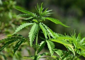 Maconha (Fonte: Reprodução/Arquivos)