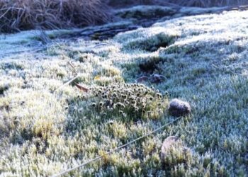 Geada na Serra Gaúcha (Fonte: Reprodução/Getty Images)