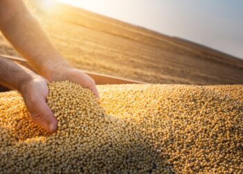 O preço da soja enfrenta uma segunda-feira difícil na Bolsa de Chicago