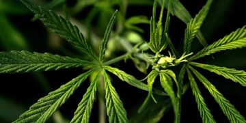 Plantação de cannabis (Fonte: Reprodução/Pixabay)