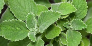 planta medicinal