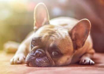 Tecnologia Inovadora: IA na Tradução de Latidos Caninos (Fonte: Pixabay)