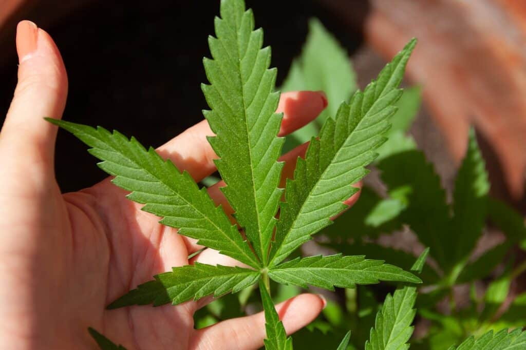STF Debate Limites Para Posse de Maconha Visando Uso Pessoal (Fonte: Pixabay)