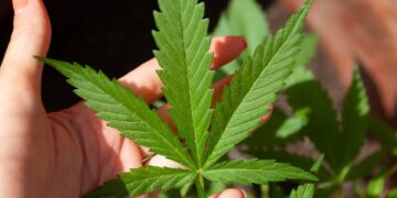 STF Debate Limites Para Posse de Maconha Visando Uso Pessoal (Fonte: Pixabay)