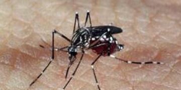 dengue
