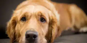 Cachorros e IA