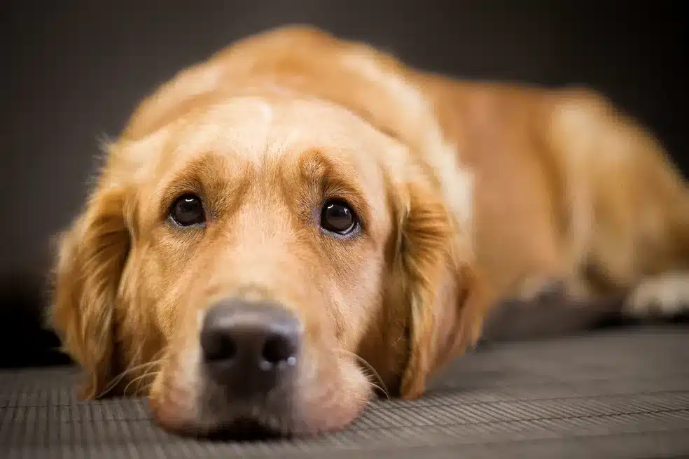 Cachorros e IA