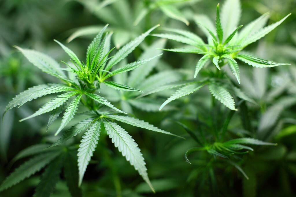 Julgamento sobre Descriminalização do Porte de Maconha no STF Ganha Novos Contornos (Fonte: Pixabay)