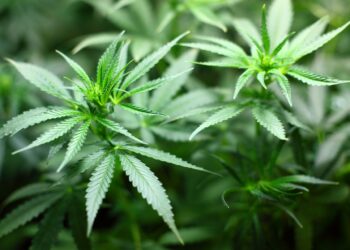 Julgamento sobre Descriminalização do Porte de Maconha no STF Ganha Novos Contornos (Fonte: Pixabay)