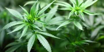 Julgamento sobre Descriminalização do Porte de Maconha no STF Ganha Novos Contornos (Fonte: Pixabay)