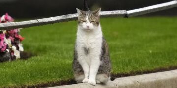 Gato Larry perto na Downing Street (Fonte: Reprodução/AP)