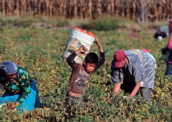 Enetdna como funciona a aposentadoria rural a partir dos 8 anos e o que a lei diz sobre.