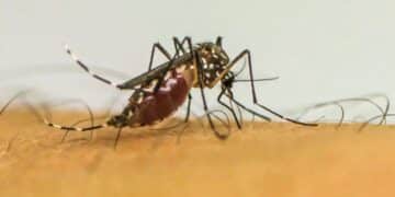 Aedes aegypti (Fonte: Reprodução/EBC)
