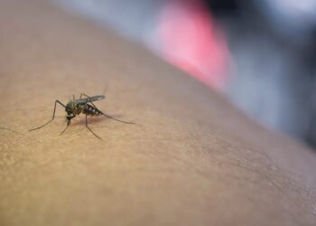 O Ministério da Saúde confirmou as primeiras mortes por febre oropouche no mundo