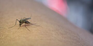O Ministério da Saúde confirmou as primeiras mortes por febre oropouche no mundo