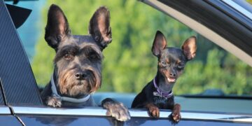 DESCOBERTA INCRÍVEL! Animais que detectam câncer e outras doenças - Veja como (Fonte: Pixabay)