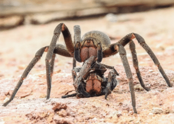 Aranha-armadeira fêmea após matar outra da mesma espécie
