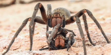 Aranha-armadeira fêmea após matar outra da mesma espécie