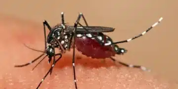 Mortes por dengue Brasil