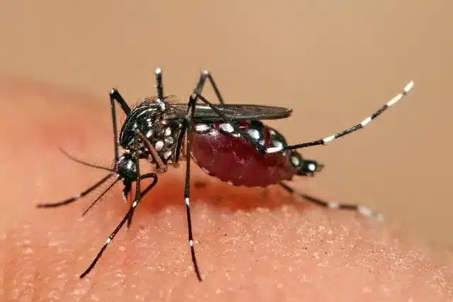 Mortes por dengue Brasil